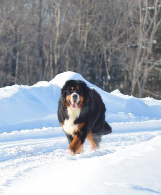 Bernese Mountain Dog - Bronx