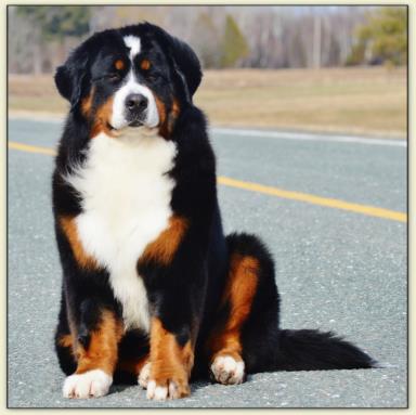 Bernese Mountain Dog - Desiree