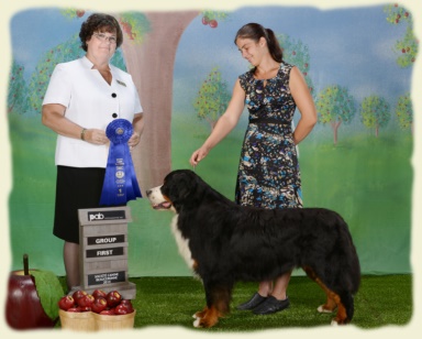 Bernese Mountain Dog - Prince