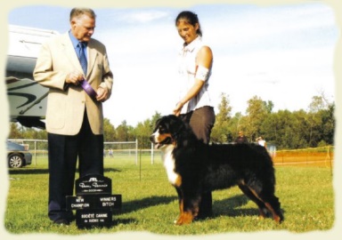 Bernese Mountain Dog - Unik