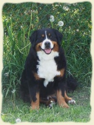 Bernese Mountain Dog - Trinity