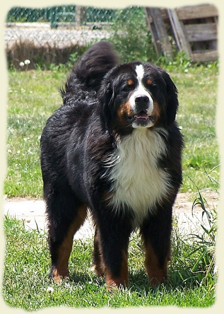 Bouvier Bernois - Bernese Mountain Dog -Georges