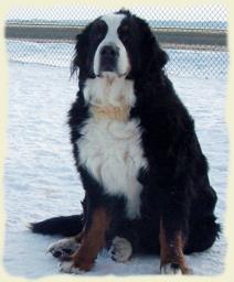 Bernese Mountain Dog - Prilly