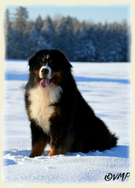 Bernese Mountain Dog - Watson