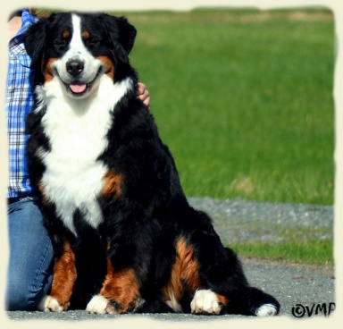 Bernese Mountain Dog - Mystik