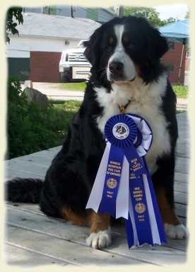 Bernese Mountain Dog - Maya
