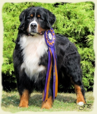 Bernese Mountain Dog - Bachus