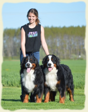 Bernese Mountain Dog - Rumble