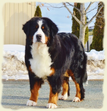 Bernese Mountain Dog - Maeva