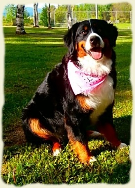 Bernese Mountain Dog - Mystik