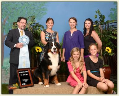 Bernese Mountain Dog - Wallace