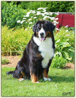 Bernese Mountain Dog - Adorable