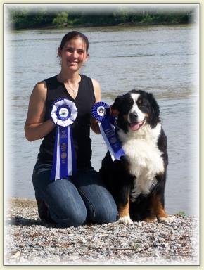 Bernese Mountain Dog - Maya