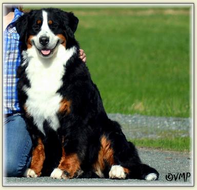 Bernese Mountain Dog - Mystik