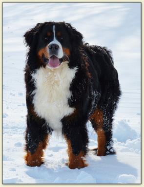 Bernese Mountain Dog - Maria