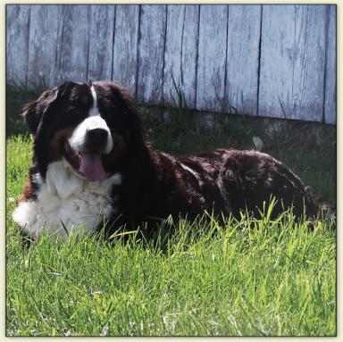 Bernese Mountain Dog - Flicka