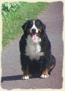 Bernese Mountain Dog - Tia