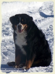Bernese Mountain Dog - Charlotte
