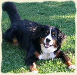 Bernese Mountain Dog - Star